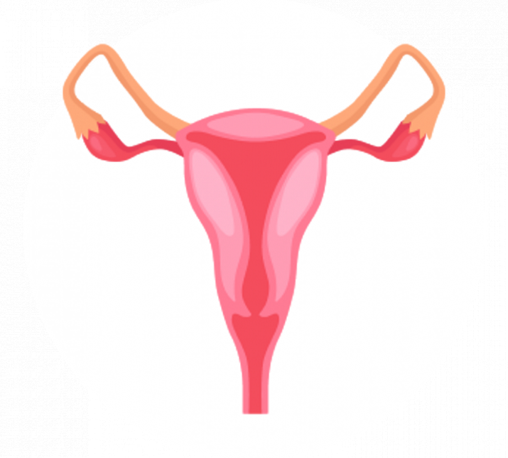 УЗИ матки и придатков