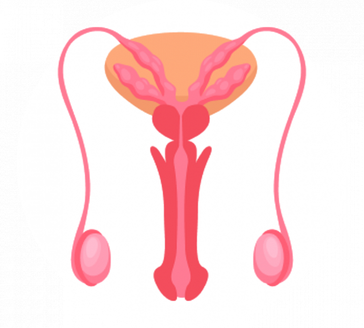 УЗИ мошонки